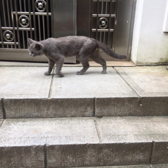 流浪猫会妒忌家猫吗真相让人流泪