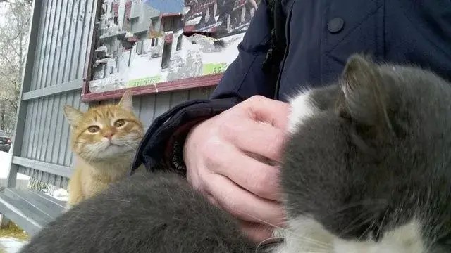 流浪猫会妒忌家猫吗真相让人流泪