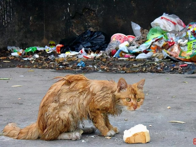 流浪猫会妒忌家猫吗真相让人流泪