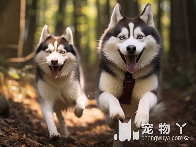 最适合有孩子家庭养的狗~比熊犬