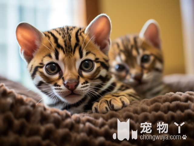 无锡哪里有最好吃的猫粮?